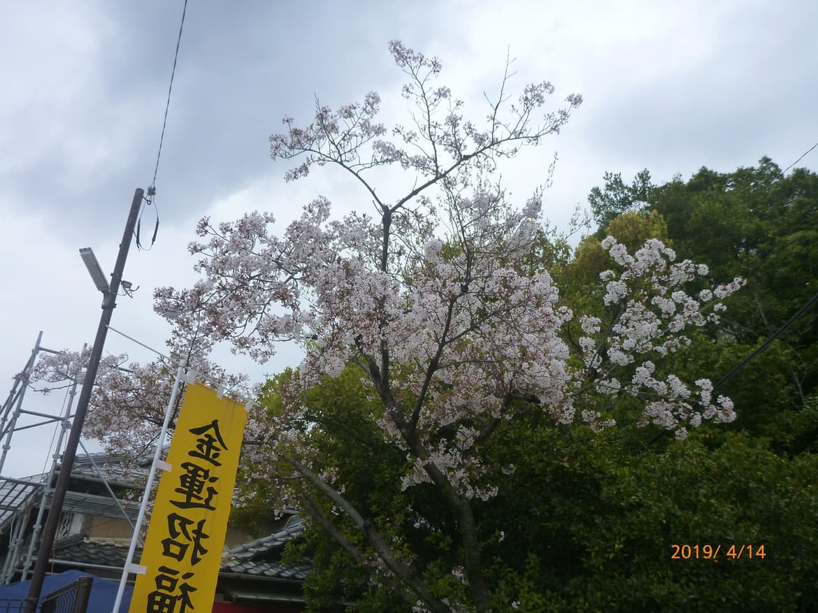 春祭り　桜満開